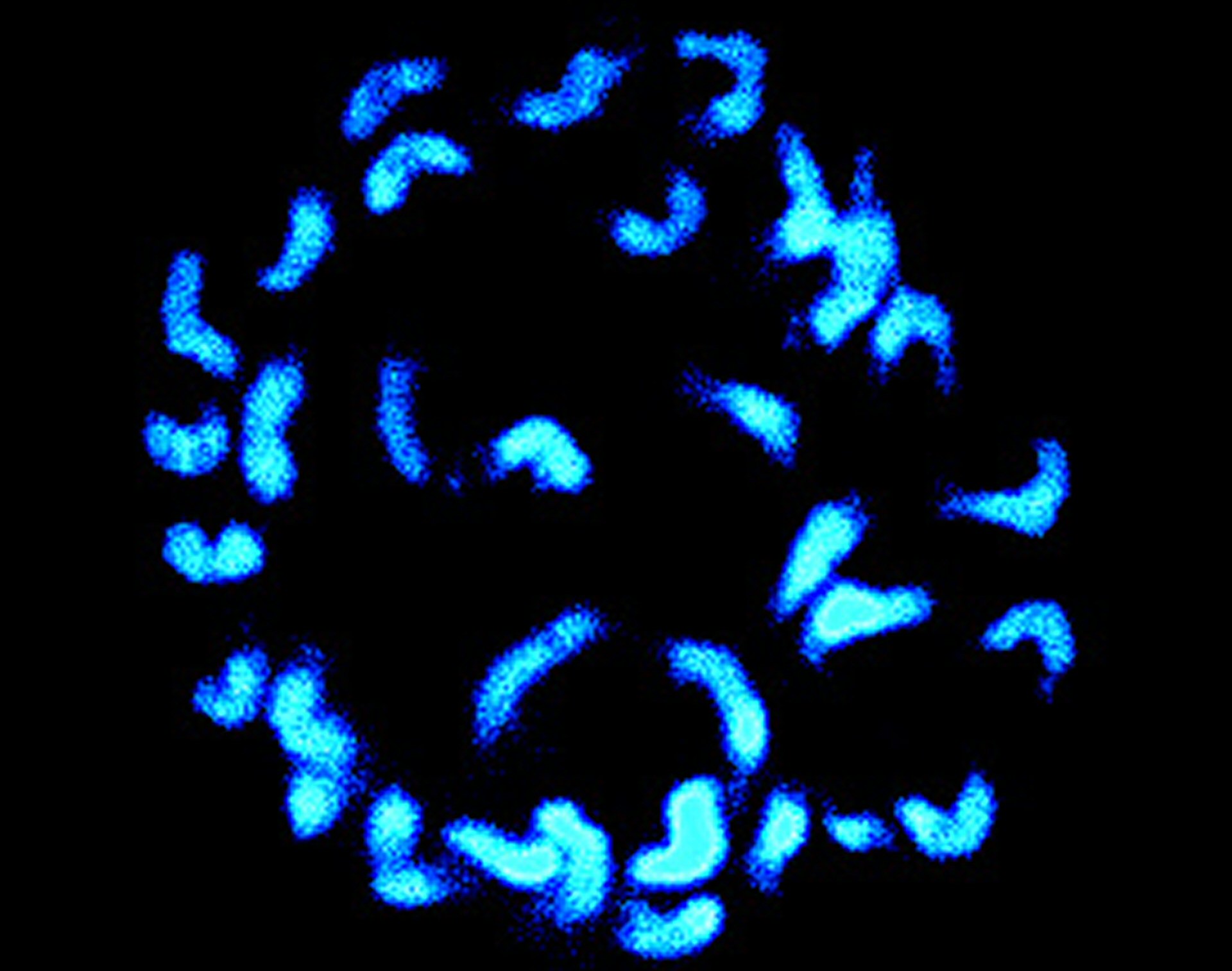 Ploidy analyses (flow cytometry and chromosome counting) - Services