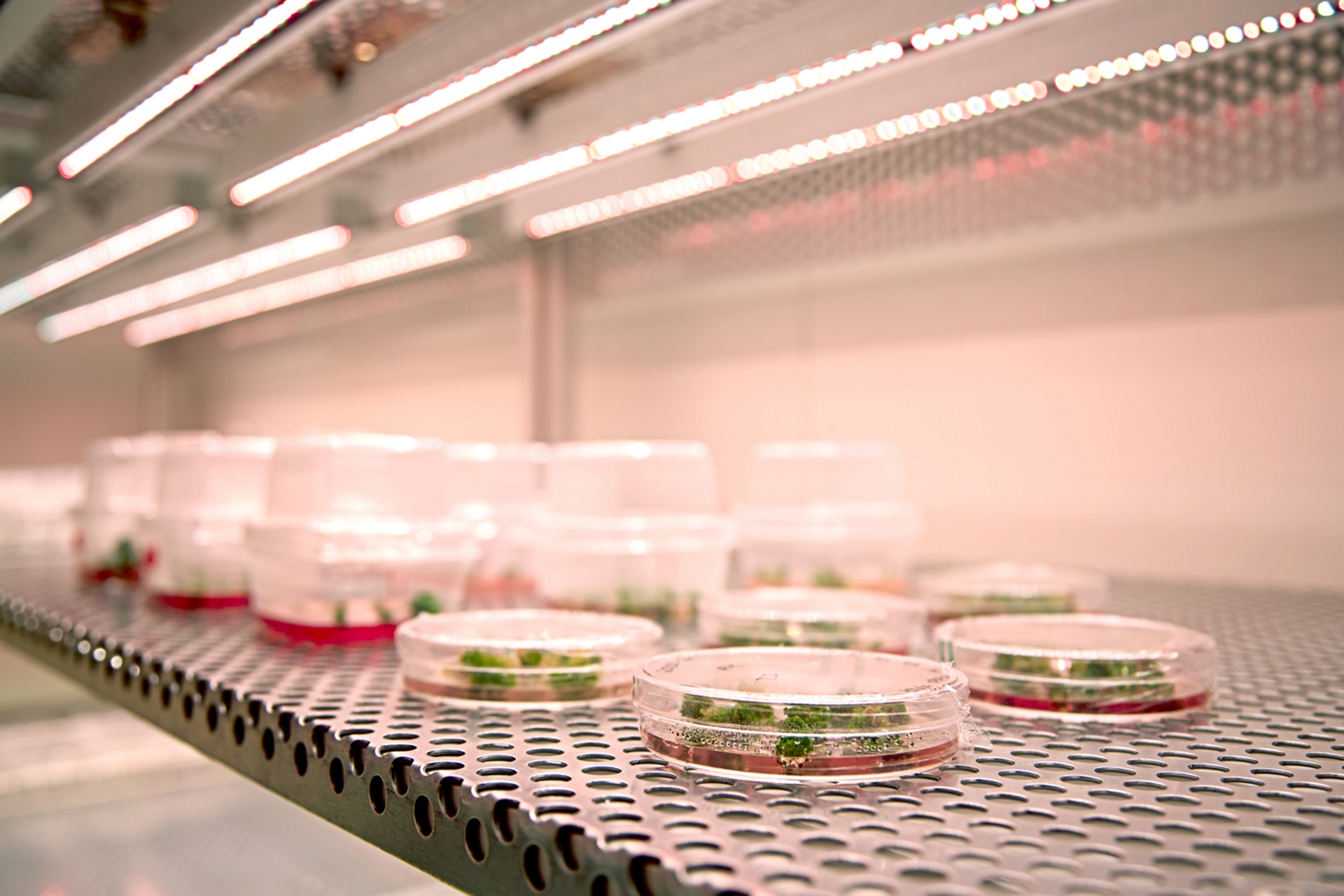 Greenhouse In Plant Tissue Culture