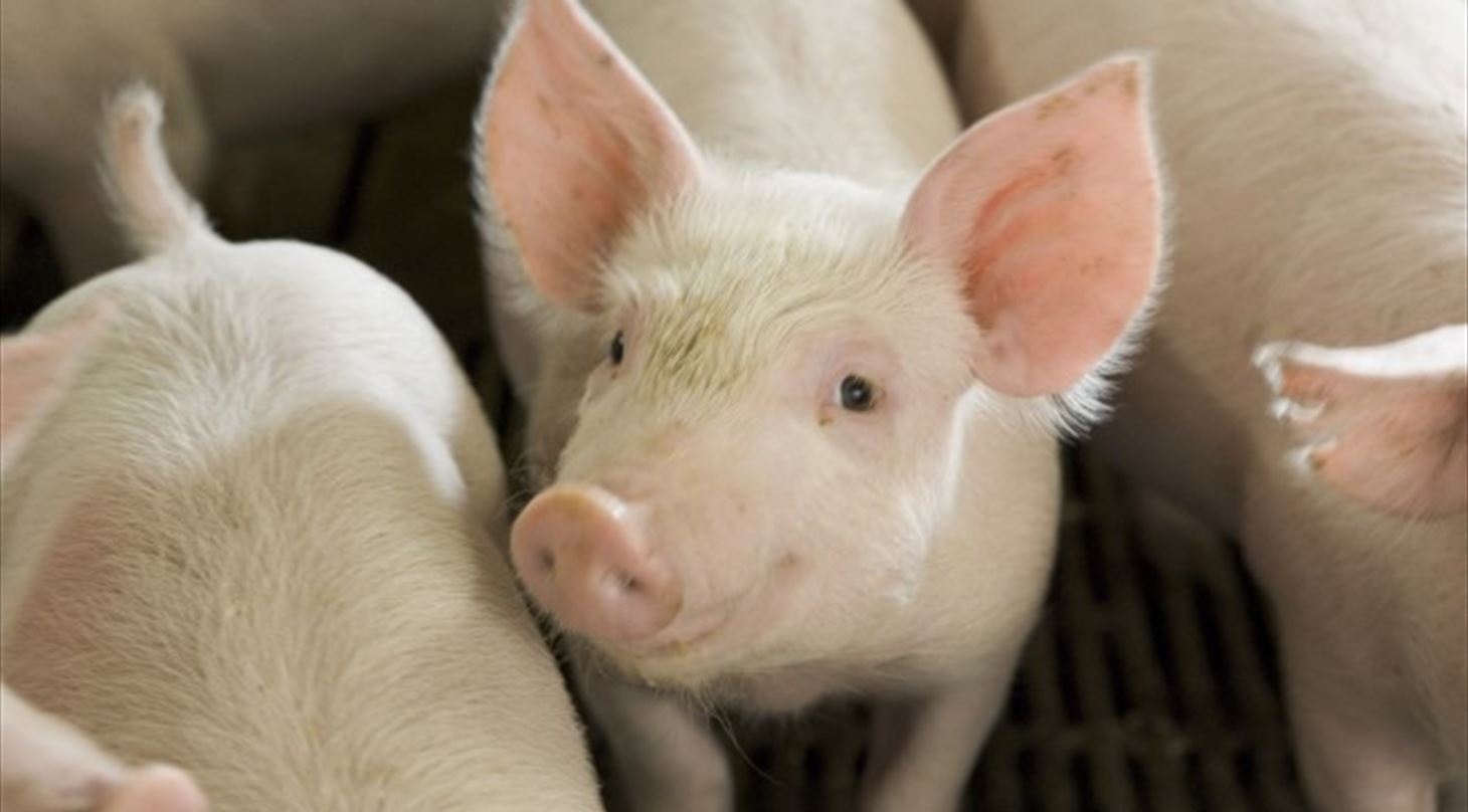 Pig Purchasing - Services - Danish Technological Institute